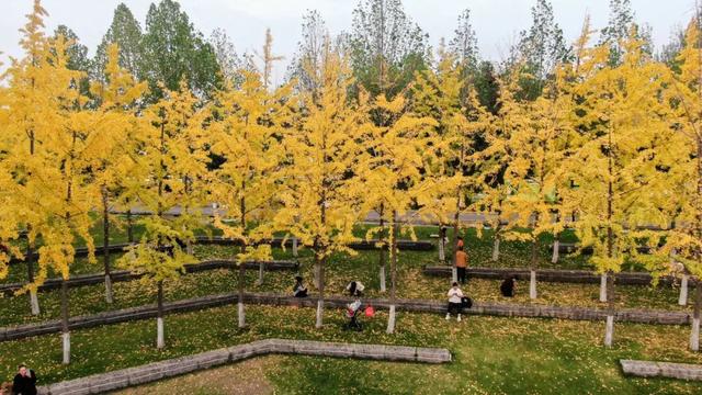 又是一年秋好处