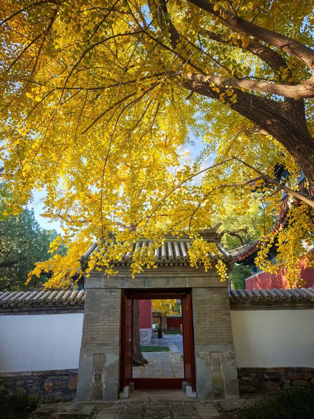 香山赏红迎来最高峰！无特殊天气彩叶还将持续一周