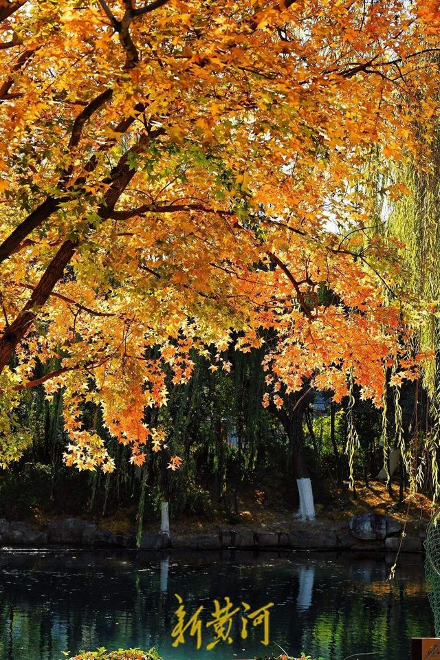 趵突泉公园万竹园内枫叶进入最佳观赏期，泉畔“枫”景独好