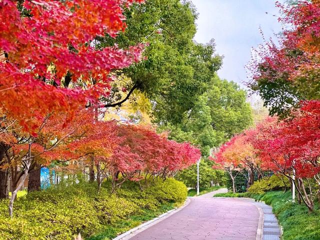 就是现在！大宁公园，美呆了！