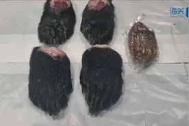 青岛胶东机场海关在旅客行李中查获5只熊掌，非允许禁止进出境图片