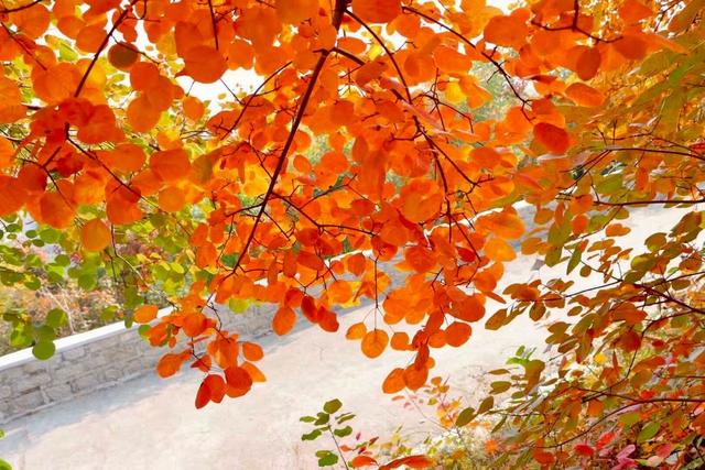 新视界｜静谧而美丽！济南的秋天美景欣赏