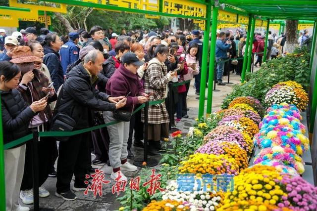 秋日胜景入画来！第46届趵突泉金秋菊展盛装启幕，泉城赏菊盛宴震撼登场