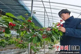 秦州大樱桃红透山海向未来图片