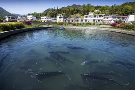 四川文旅为“尔滨”找回礼 鱼子酱“震惊”本地人图片
