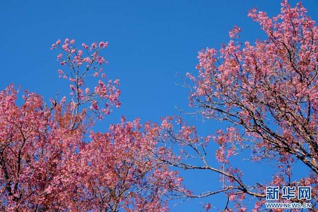 云南陇川：古树樱花把冬天染成粉色