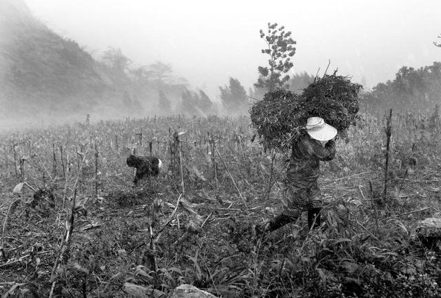 边境上的那一片玉米地