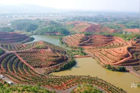 江西打造千亩生态智慧脐橙示范基地图片