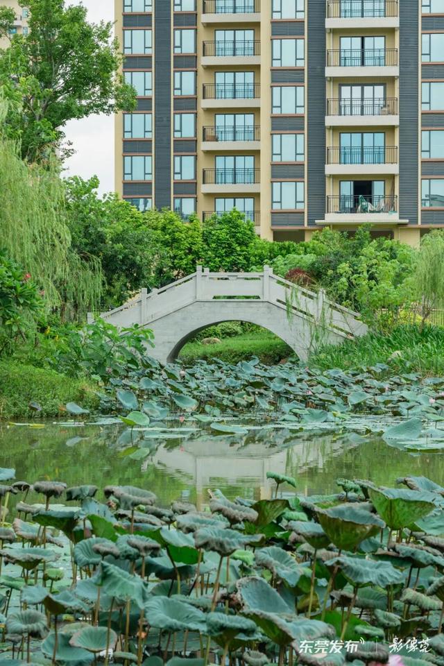 来东莞这片金色稻田，饮啡叹茶！