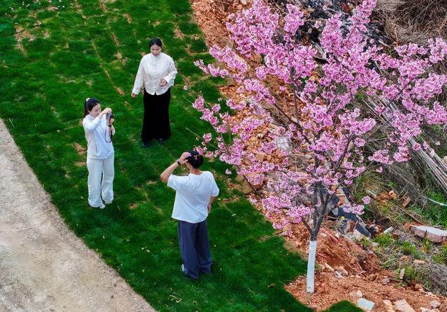 太浪漫了！安溪这里樱花开啦！