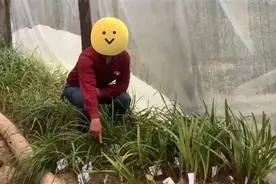 “我从山中来，切莫挖兰花！”有人携带此物上高铁被拦，有人还被判刑！图片