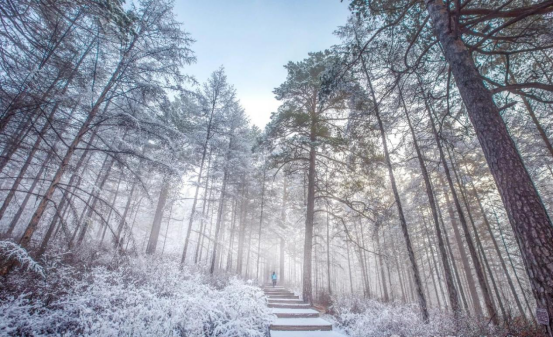 中国最冷小镇的暖意之旅——呼中区文旅全攻略