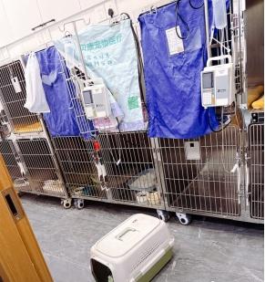 宠物消费调查！附避“坑”指南→