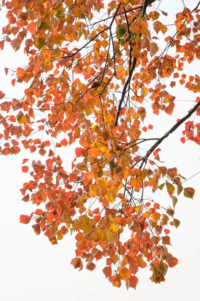 快来打卡！星湖边的乌桕红了，比枫叶更艳丽！