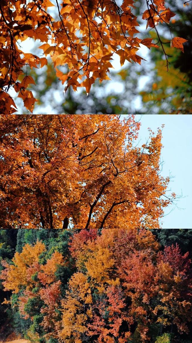 福安枫叶“封神”！宝藏打卡地又＋1