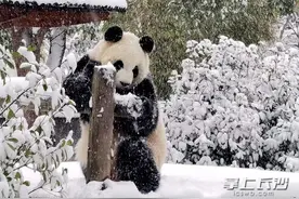 长沙生态动物园：大熊猫东北虎雪地撒欢图片