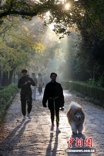 民众走进南京明孝陵石象路 感受“光影中的诗意清晨”