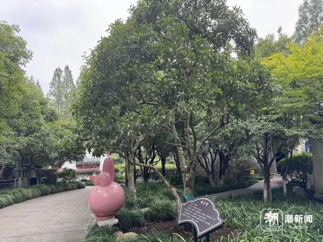 今年杭州第一朵桂花开了？西湖边三朵，上了热搜