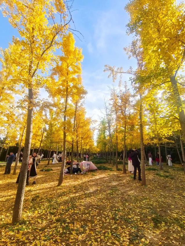 丝路文化行｜循班超足迹 赏银杏美景