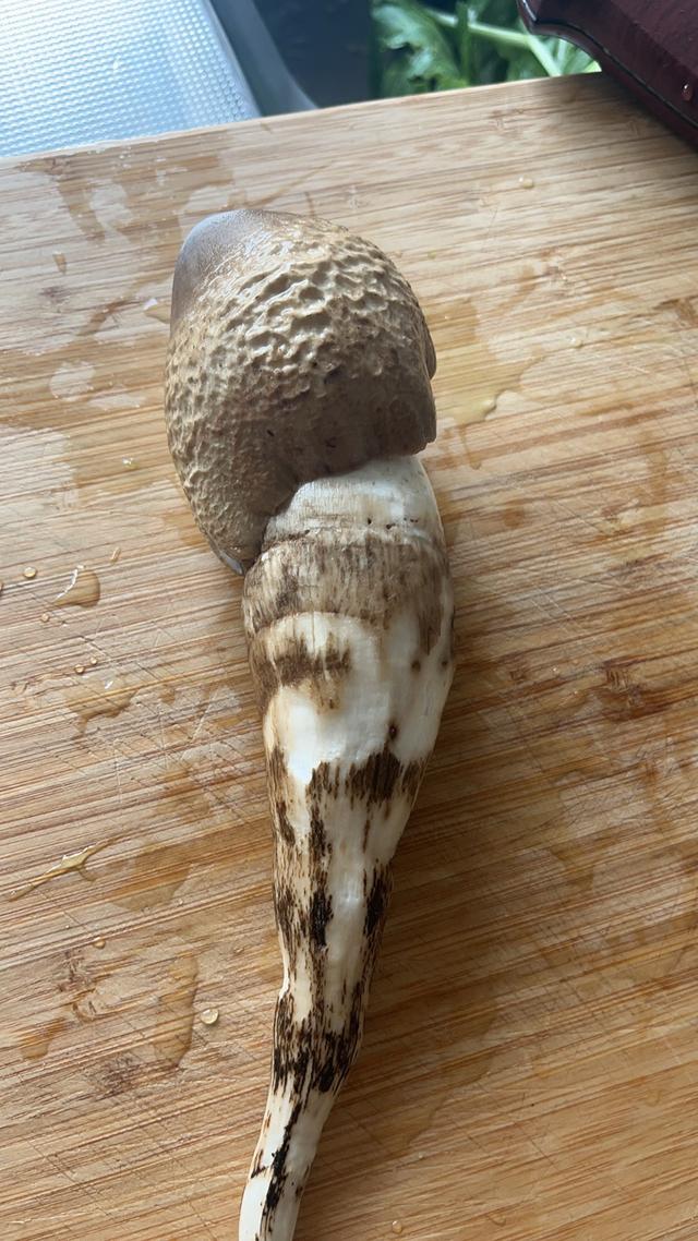 写点生活｜昆明避暑之菌菇篇