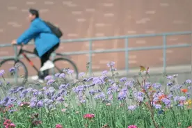 速报！同济樱花开了吗？图片