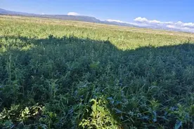 草原夜市古迹田园 新疆塔城额敏带来不一样的文旅体验图片