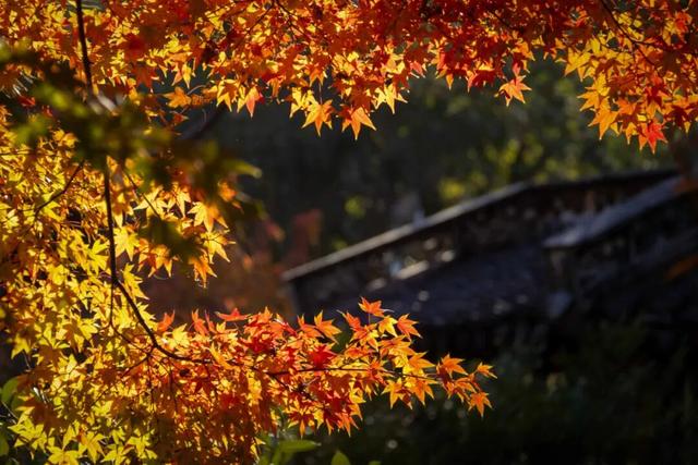 快冲！醉白池枫叶“皮肤”已更新至最美限定款