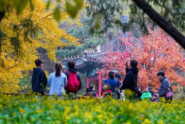 香山有支“园林美容师”队伍，每天背2吨垃圾下山