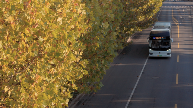别眨眼！罗店马路秋色，一街一帧画正在限时上映