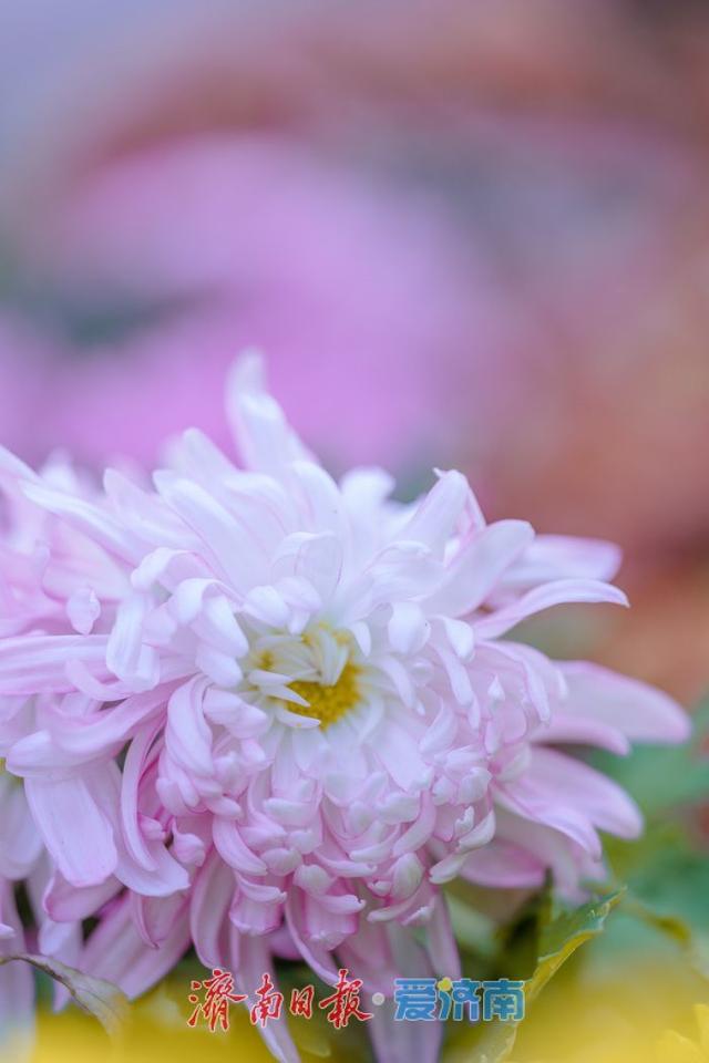 一年四季 泉在济南丨济南趵突泉菊展：初冬时节菊花争艳 满园锦绣引客来