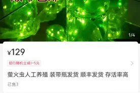 和女朋友一起放飞，七夕让浪漫加倍，野生萤火虫在网上偷偷开卖？图片