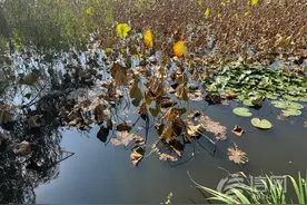 中山公园小西湖现不明胶状物质？实际为浮萍腐烂物图片