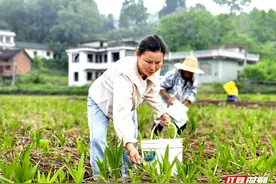 慈利：“刨土姑娘”扎根农村“刨”成乡村振兴领头雁图片