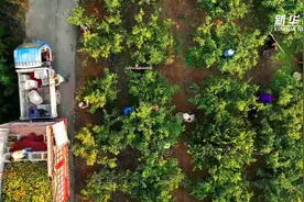 南水北调中线行丨河南淅川：渠首柑橘丰收满园“金”图片