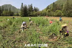 麻江：百亩茭白种植忙图片