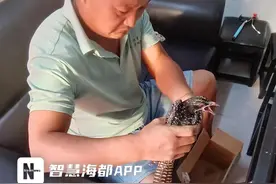 国家“三有” 保护动物噪鹃沦落泉州街头，被成功救助！图片