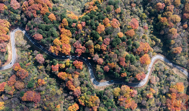 组图 | 是时候啦！旺苍彩林有“亿点点”美