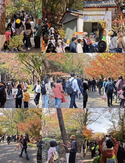 南京栖霞山红叶季爆火有游客折枝带走，景区：将增加“护枫使者”进行劝阻