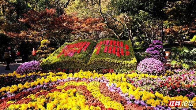 岁暖时刻丨这个季节的岳麓山，连风都是温柔的