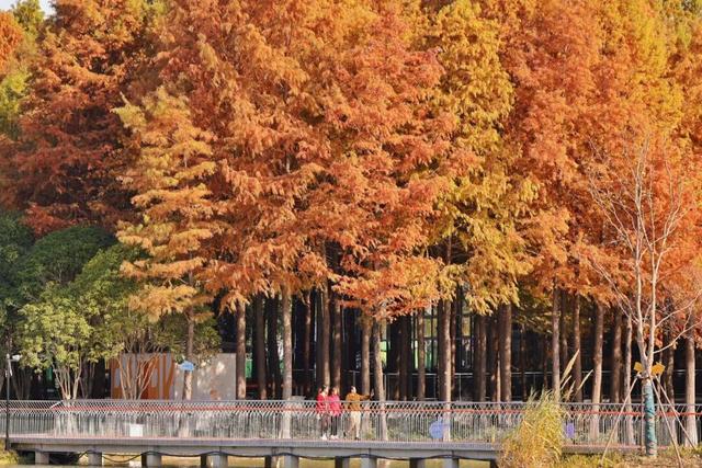 红的黄的绿的！天气这么好，来这些地方看看闵行的秋天吧~
