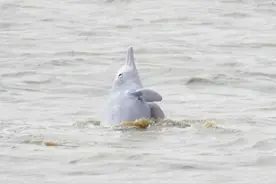 中华白海豚频现珠海三灶海域 生态治理成效获“活指标”认可图片