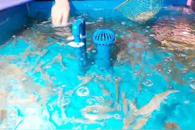基围虾一个月降价超两成 小龙虾市场价格走低 春天第一季 市民尽享“吃虾福利”图片