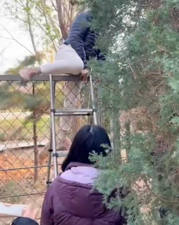 秦皇岛一网红社区现“黄牛带路”钻洞翻墙：住酒店1000元/晚，业主带进去只要100元/人