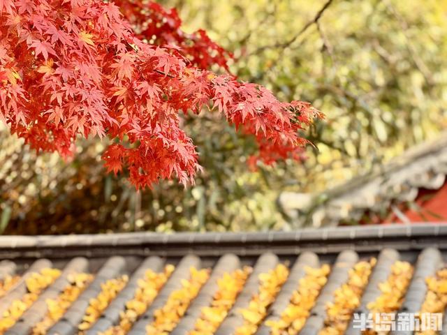 冬藏“枫”景！太清宫百年红枫进入最佳观赏期