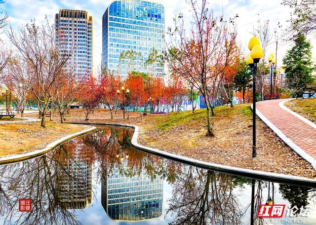 安乡深柳晨行记：踏在颜料上的初冬