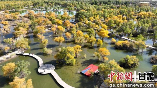 甘肃金塔：胡杨林美景醉游人