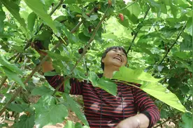 南漳：桑葚缀枝头 采摘正当时图片