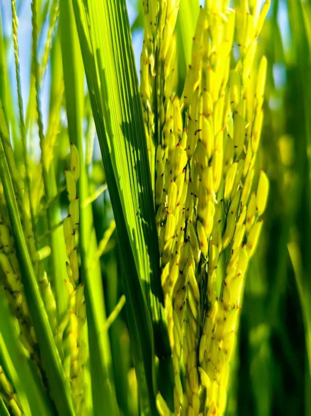 乐游绵阳 清凉一夏 ‖ 又是一年稻花香，游仙这个村庄美成治愈系油画！