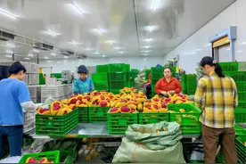 西双版纳州：解锁县域经济“就业密码” 绘就兴边富民新图景图片