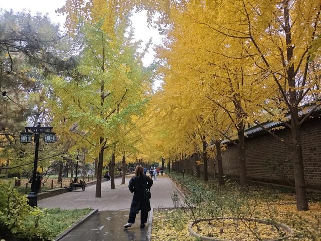 最新！北京多公园彩叶变色率达100%，赏秋还请抓紧机会